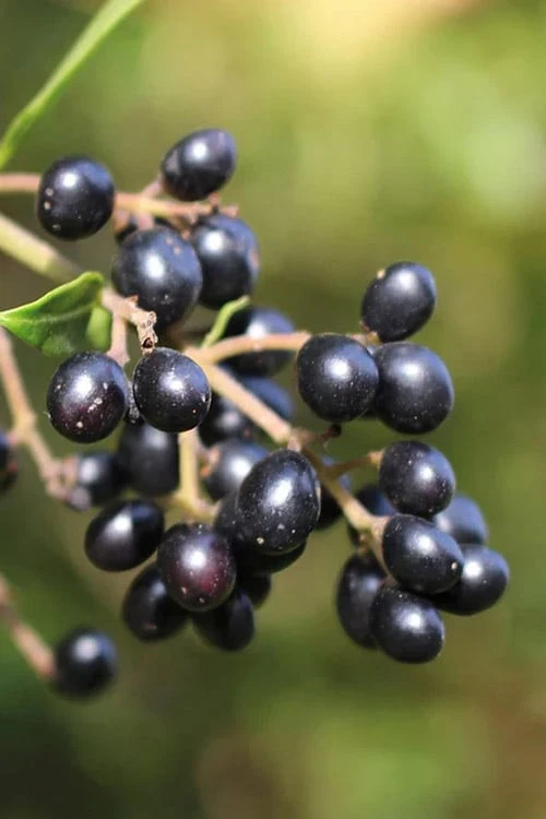 Waxleaf Ligustrum - 1 Gallon Pot 12 Waxleaf Ligustrum - 1 Gallon Pot - Image 10