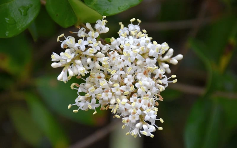 Waxleaf Ligustrum - 1 Gallon Pot 13 Waxleaf Ligustrum - 1 Gallon Pot - Image 11