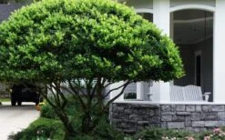 Waxleaf Ligustrum - 1 Gallon Pot 25 Waxleaf Ligustrum - 1 Gallon Pot -Plant Discount Store ligustrum japonicum waxleaf privet 6