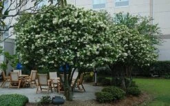 Waxleaf Ligustrum - 1 Gallon Pot 20 Waxleaf Ligustrum - 1 Gallon Pot -Plant Discount Store ligustrum japonicum waxleaf privet 7