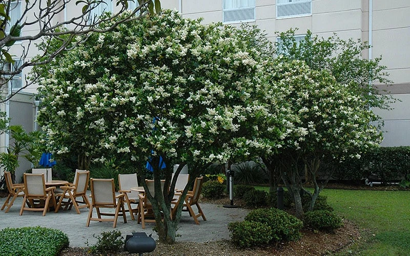 Waxleaf Ligustrum - 1 Gallon Pot 9 Waxleaf Ligustrum - 1 Gallon Pot - Image 7