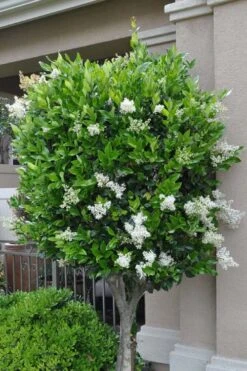 Waxleaf Ligustrum - 1 Gallon Pot 17 Waxleaf Ligustrum - 1 Gallon Pot -Plant Discount Store ligustrum japonicum waxleaf privet 8