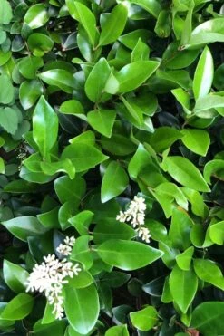Waxleaf Ligustrum - 1 Gallon Pot 21 Waxleaf Ligustrum - 1 Gallon Pot -Plant Discount Store ligustrum japonicum waxleaf privet 9