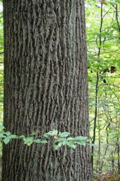 Tulip Poplar Tree - 3 Gallon Pot 22 Tulip Poplar Tree - 3 Gallon Pot -Plant Discount Store liriodendron tulipifera yellow tulip poplar flower 11