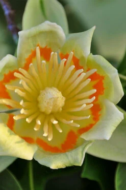 Tulip Poplar Tree - 3 Gallon Pot 23 Tulip Poplar Tree - 3 Gallon Pot -Plant Discount Store liriodendron tulipifera yellow tulip poplar flower 12