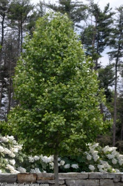 Tulip Poplar Tree - 3 Gallon Pot 17 Tulip Poplar Tree - 3 Gallon Pot -Plant Discount Store liriodendron tulipifera yellow tulip poplar flower 3