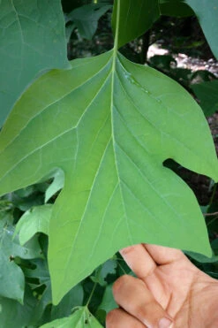 Tulip Poplar Tree - 3 Gallon Pot 16 Tulip Poplar Tree - 3 Gallon Pot -Plant Discount Store liriodendron tulipifera yellow tulip poplar flower 4