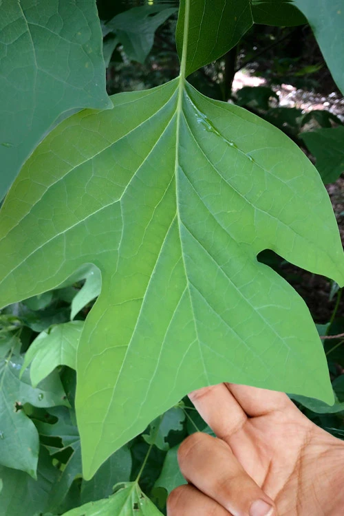 Tulip Poplar Tree - 3 Gallon Pot 6 Tulip Poplar Tree - 3 Gallon Pot - Image 4