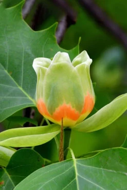Tulip Poplar Tree - 3 Gallon Pot 19 Tulip Poplar Tree - 3 Gallon Pot -Plant Discount Store liriodendron tulipifera yellow tulip poplar flower 6