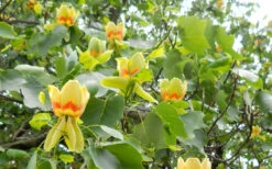 Tulip Poplar Tree - 3 Gallon Pot 20 Tulip Poplar Tree - 3 Gallon Pot -Plant Discount Store liriodendron tulipifera yellow tulip poplar flower 8