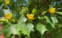 Tulip Poplar Tree - 3 Gallon Pot 21 Tulip Poplar Tree - 3 Gallon Pot -Plant Discount Store liriodendron tulipifera yellow tulip poplar flower 9