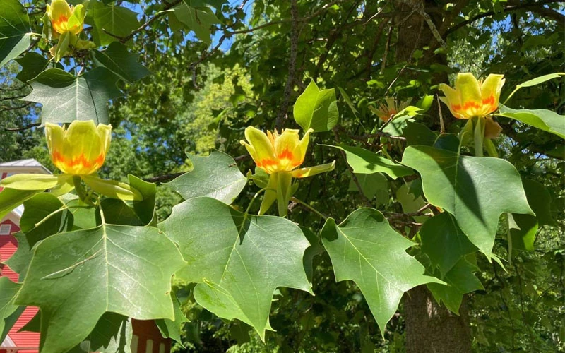 Tulip Poplar Tree - 3 Gallon Pot 11 Tulip Poplar Tree - 3 Gallon Pot - Image 9