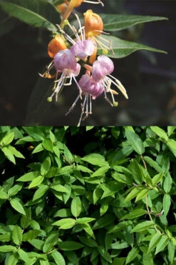 Candy Swirl Honeysuckle Vine (Lonicera) - 5 Gallon Pot 9 Candy Swirl Honeysuckle Vine (Lonicera) - 5 Gallon Pot -Plant Discount Store lonicera candy swirl honeysuckle vine 3