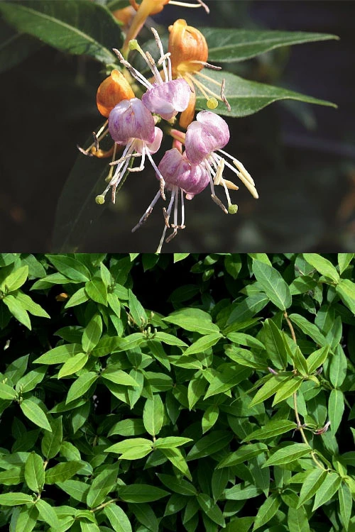 Candy Swirl Honeysuckle Vine (Lonicera) - 5 Gallon Pot 6 Candy Swirl Honeysuckle Vine (Lonicera) - 5 Gallon Pot - Image 4