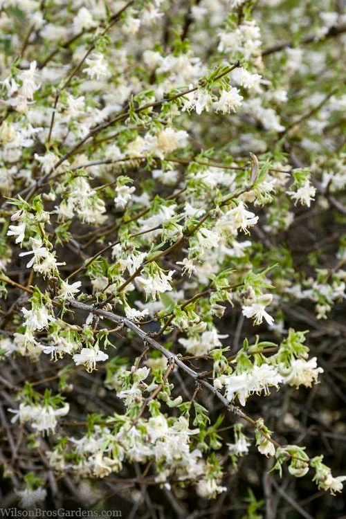 Fragrant Winter Honeysuckle Bush (Lonicera Fragrantissima) - 3 Gallon Pot 6 Fragrant Winter Honeysuckle Bush (Lonicera Fragrantissima) - 3 Gallon Pot - Image 4
