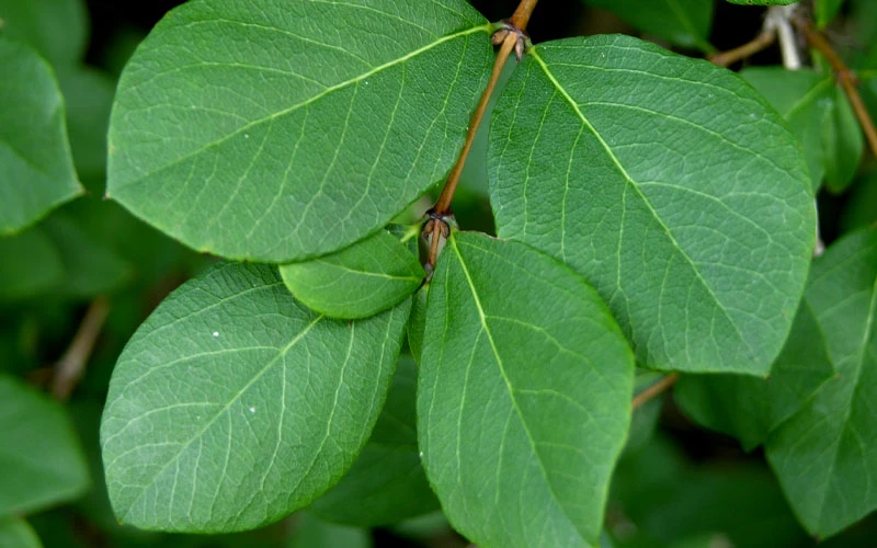 Fragrant Winter Honeysuckle Bush (Lonicera Fragrantissima) - 3 Gallon Pot 11 Fragrant Winter Honeysuckle Bush (Lonicera Fragrantissima) - 3 Gallon Pot - Image 9