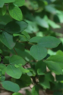 Fragrant Winter Honeysuckle Bush (Lonicera Fragrantissima) - 3 Gallon Pot 16 Fragrant Winter Honeysuckle Bush (Lonicera Fragrantissima) - 3 Gallon Pot -Plant Discount Store lonicera fragrantissima winter honeysuckle 19