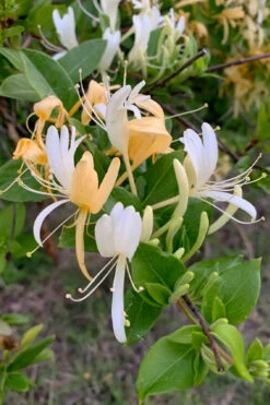 Hall's Hardy Honeysuckle Vine (Lonicera Japonica 'Halliana') - 3 Gallon Pot 10 Hall's Hardy Honeysuckle Vine (Lonicera Japonica 'Halliana') - 3 Gallon Pot -Plant Discount Store lonicera japonica halliana halls hardy honeysuckle 1