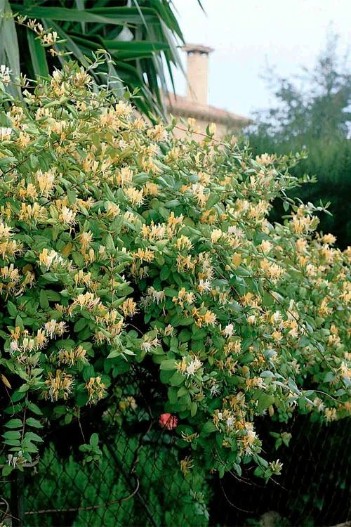 Hall's Hardy Honeysuckle Vine (Lonicera Japonica 'Halliana') - 3 Gallon Pot 3 Hall's Hardy Honeysuckle Vine (Lonicera Japonica 'Halliana') - 3 Gallon Pot
