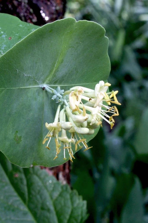 Kintzley's Ghost Honeysuckle Vine - 3 Gallon Pot 9 Kintzley's Ghost Honeysuckle Vine - 3 Gallon Pot - Image 7