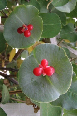 Kintzley's Ghost Honeysuckle Vine - 3 Gallon Pot 18 Kintzley's Ghost Honeysuckle Vine - 3 Gallon Pot -Plant Discount Store lonicera kintzleys ghost honeysuckle vine 5