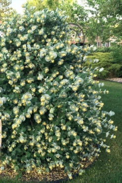 Kintzley's Ghost Honeysuckle Vine - 3 Gallon Pot 16 Kintzley's Ghost Honeysuckle Vine - 3 Gallon Pot -Plant Discount Store lonicera kintzleys ghost honeysuckle vine 8