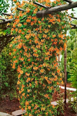 Mandarin Orange Honeysuckle Vine - 6 Pack Of 1 Gallon Pots -Plant Discount Store lonicera mandarin orange honeysuckle vine 10