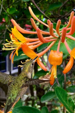 Mandarin Orange Honeysuckle Vine - 6 Pack Of 1 Gallon Pots -Plant Discount Store lonicera mandarin orange honeysuckle vine 14