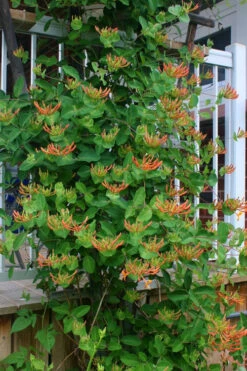 Mandarin Orange Honeysuckle Vine - 6 Pack Of 1 Gallon Pots -Plant Discount Store lonicera mandarin orange honeysuckle vine 20