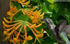 Mandarin Orange Honeysuckle Vine - 6 Pack Of 1 Gallon Pots -Plant Discount Store lonicera mandarin orange honeysuckle vine 23