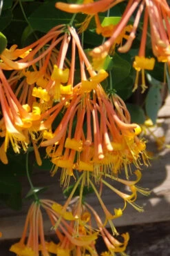 Mandarin Orange Honeysuckle Vine - 6 Pack Of 1 Gallon Pots -Plant Discount Store lonicera mandarin orange honeysuckle vine 27