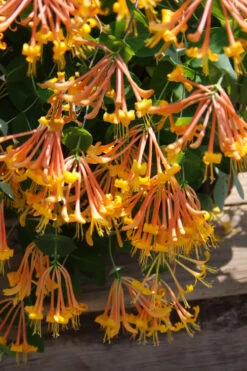 Mandarin Orange Honeysuckle Vine - 2.5 Gallon Pot