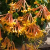 Mandarin Orange Honeysuckle Vine - 6 Pack Of 1 Gallon Pots