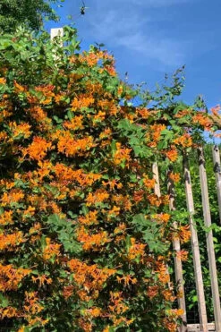 Mandarin Orange Honeysuckle Vine - 6 Pack Of 1 Gallon Pots -Plant Discount Store lonicera mandarin orange honeysuckle vine 30