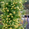 Scentsation Fragrant Yellow Honeysuckle - Lonicera Periclymenum - 3 Gallon Pot