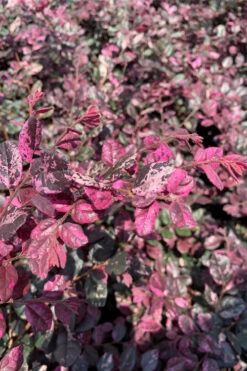 Ruby Parfait Loropetalum (Fringe Flower) - 6 Pack Of 1 Gallon Pots 13 Ruby Parfait Loropetalum (Fringe Flower) - 6 Pack Of 1 Gallon Pots -Plant Discount Store loropetalum chinense ruby parfait fringe flower 2