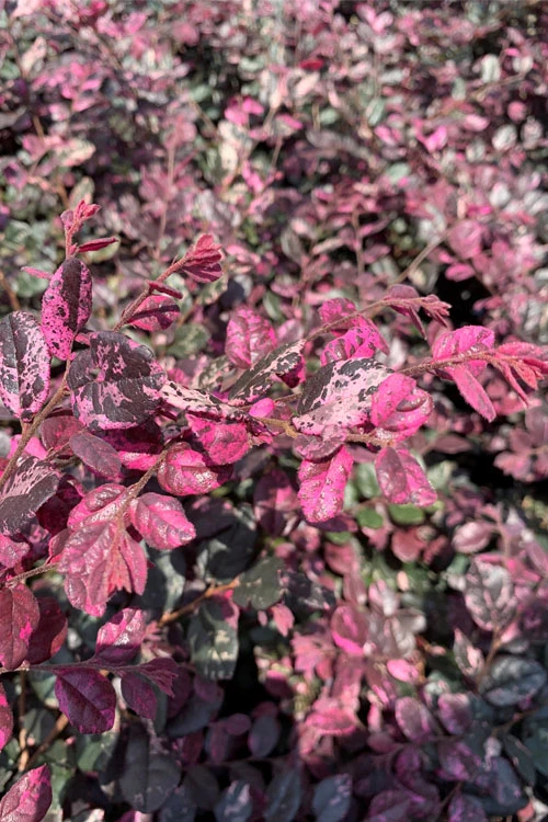 Ruby Parfait Loropetalum (Fringe Flower) - 6 Pack Of 1 Gallon Pots 8 Ruby Parfait Loropetalum (Fringe Flower) - 6 Pack Of 1 Gallon Pots - Image 6