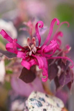 Ruby Parfait Loropetalum (Fringe Flower) - 6 Pack Of 1 Gallon Pots 11 Ruby Parfait Loropetalum (Fringe Flower) - 6 Pack Of 1 Gallon Pots -Plant Discount Store loropetalum chinense ruby parfait fringe flower 3