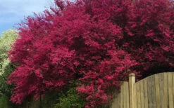 Zhuzhou Loropetalum (Chinese Fringeflower) - 3 Gallon Pot -Plant Discount Store loropetalum chinense zhu zhou 100