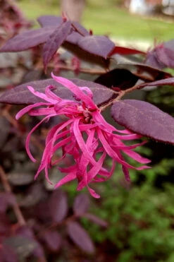 Zhuzhou Loropetalum (Chinese Fringeflower) - 3 Gallon Pot -Plant Discount Store loropetalum chinense zhu zhou 101