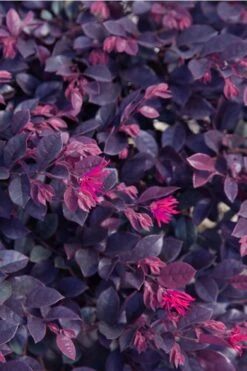 Purple Daydream Dwarf Loropetalum - 3 Gallon Pot -Plant Discount Store loropetalum purple daydream 21