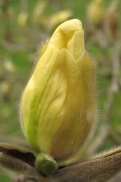 Elizabeth Magnolia (Tulip Tree) - 5 Gallon Pot 17 Elizabeth Magnolia (Tulip Tree) - 5 Gallon Pot -Plant Discount Store magnolia elizabeth 10