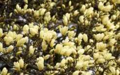 Elizabeth Magnolia (Tulip Tree) - 5 Gallon Pot 20 Elizabeth Magnolia (Tulip Tree) - 5 Gallon Pot -Plant Discount Store magnolia elizabeth 15