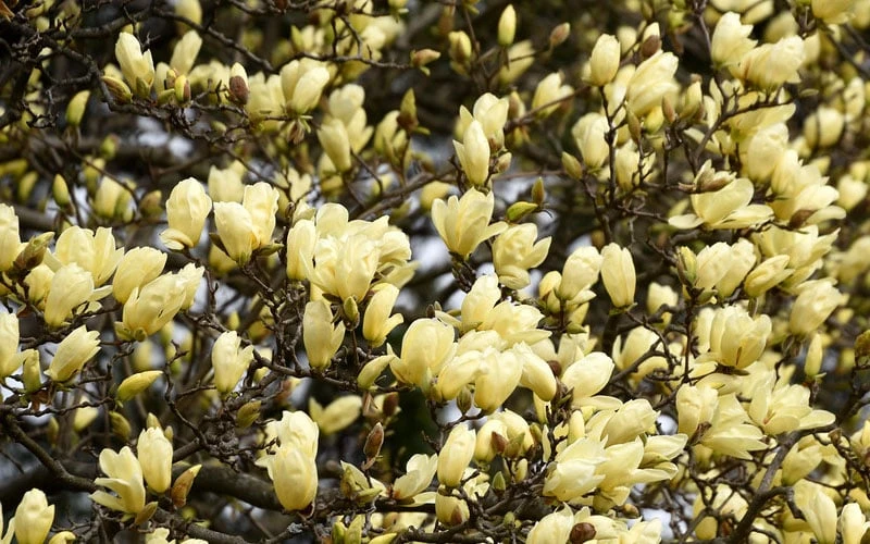 Elizabeth Magnolia (Tulip Tree) - 5 Gallon Pot 10 Elizabeth Magnolia (Tulip Tree) - 5 Gallon Pot - Image 8