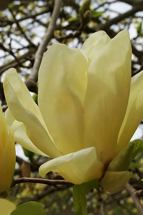 Elizabeth Magnolia (Tulip Tree) - 5 Gallon Pot 3 Elizabeth Magnolia (Tulip Tree) - 5 Gallon Pot