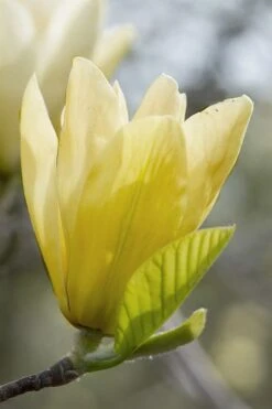 Elizabeth Magnolia (Tulip Tree) - 5 Gallon Pot 23 Elizabeth Magnolia (Tulip Tree) - 5 Gallon Pot -Plant Discount Store magnolia elizabeth 2
