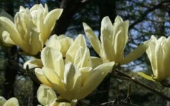 Elizabeth Magnolia (Tulip Tree) - 5 Gallon Pot 21 Elizabeth Magnolia (Tulip Tree) - 5 Gallon Pot -Plant Discount Store magnolia elizabeth 4