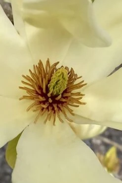 Elizabeth Magnolia (Tulip Tree) - 5 Gallon Pot 18 Elizabeth Magnolia (Tulip Tree) - 5 Gallon Pot -Plant Discount Store magnolia elizabeth 6