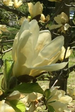 Elizabeth Magnolia (Tulip Tree) - 5 Gallon Pot 22 Elizabeth Magnolia (Tulip Tree) - 5 Gallon Pot -Plant Discount Store magnolia elizabeth 8