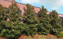 Kay Parris Southern Magnolia - 7 Gallon Pot (3-4') 16 Kay Parris Southern Magnolia - 7 Gallon Pot (3-4') -Plant Discount Store magnolia little gem 11 2